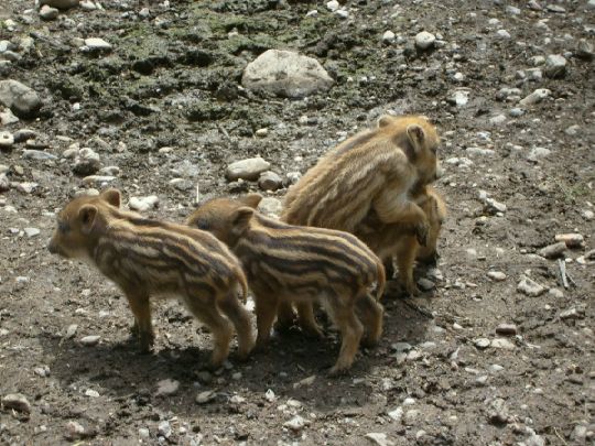23749077_4.jpg